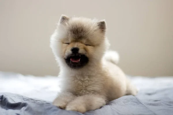 Słodki Pomeranian Szczeniak Leżący Łóżku — Zdjęcie stockowe