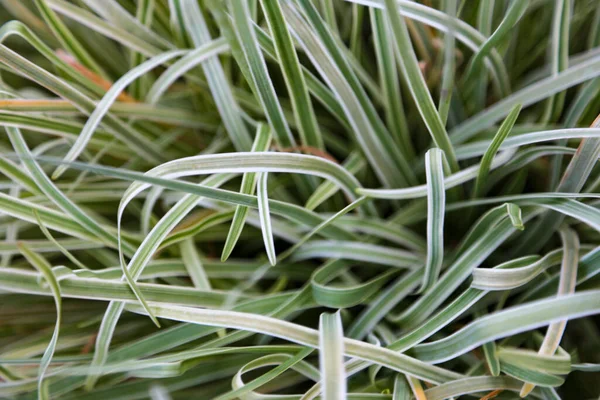 忍び寄るベルベットの草のクローズアップショット Holcus Mollis — ストック写真