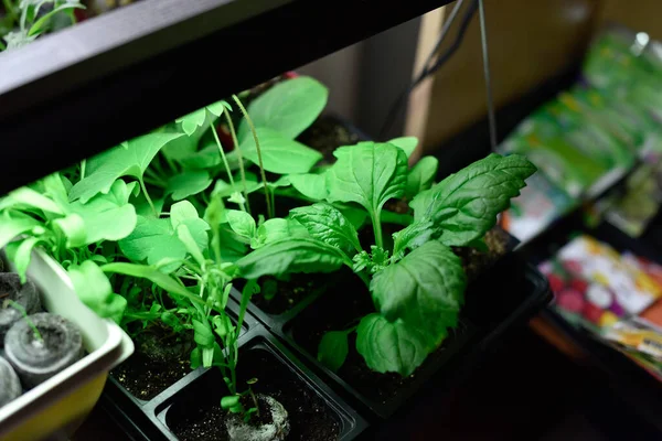Iniciando Mudas Tomate Dentro Casa Para Preparar Para Jardinagem — Fotografia de Stock