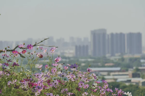 在阳光灿烂的日子里 田野里生长着美丽的粉色花朵 — 图库照片