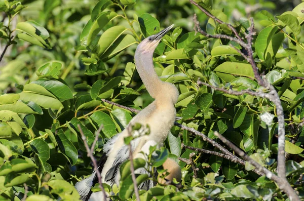 Hermoso Tiro Pájaro Anhinga Posado Una Rama Árbol Parque Hermoso — Foto de Stock