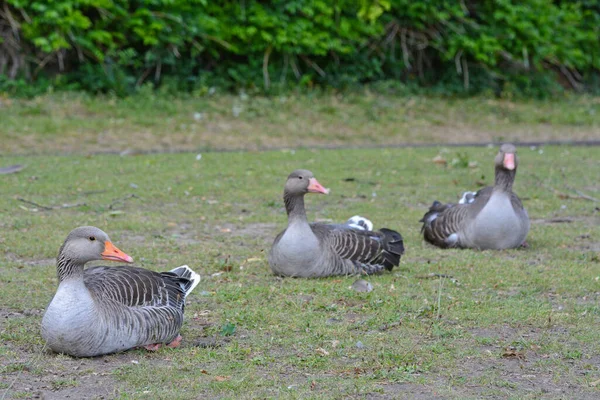 Close Greylag Geese Sitting Ground — Stock Photo, Image