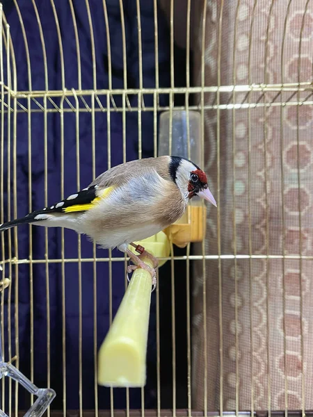 Single Goldfinch Fågel Inne Liten Bur Inomhus — Stockfoto