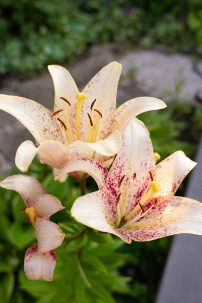 Lírio Oriental Plena Floração — Fotografia de Stock