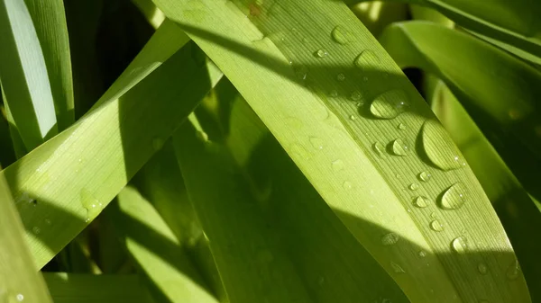 Gros Plan Feuilles Plantes Vertes Avec Lumière Soleil — Photo