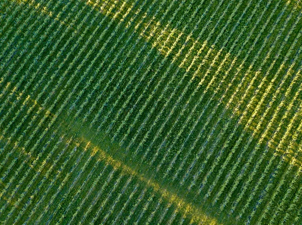 Une Belle Vue Aérienne Des Terres Agricoles Avec Des Rangées — Photo