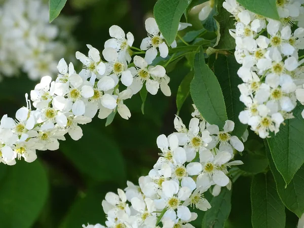 Gros Plan Prunus Padus Dans Parc — Photo