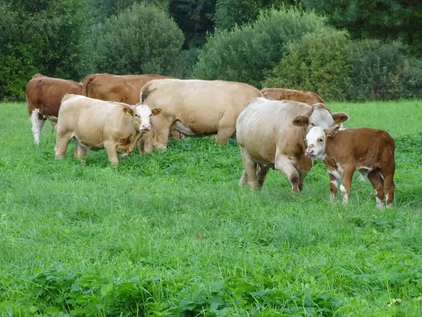 ラトビアの緑の畑で放牧されている牛の群れ — ストック写真