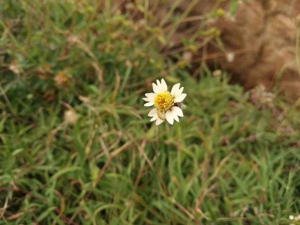 Yeşil Çimenli Beyaz Çiçek — Stok fotoğraf