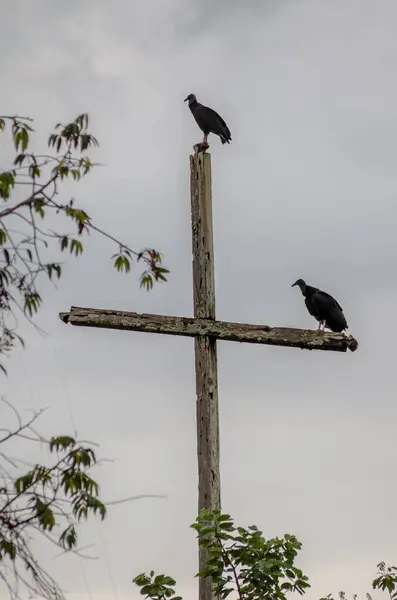 暗い日に二羽の鳥が十字の上に座っている垂直ショット — ストック写真