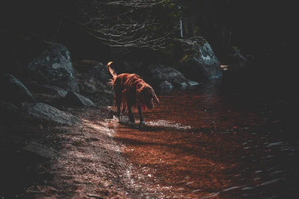 Червоний Ірландський Сетер Біля Маленького Озера — стокове фото
