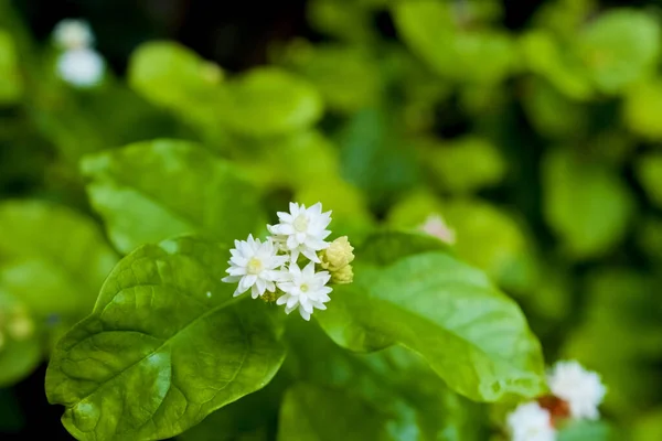 Close Flor Jasmine Jardim Dia Ensolarado — Fotografia de Stock