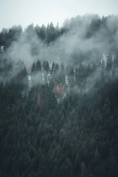 Yüksek Açılı Sisli Hava Manzarası Orman Ağaçlarının Üzerindeki Karanlık Gökyüzü — Stok fotoğraf