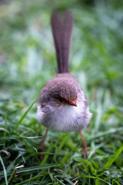 在公园的草地上拍到一只可爱的欧亚大陆小袋鼠的特写 — 图库照片