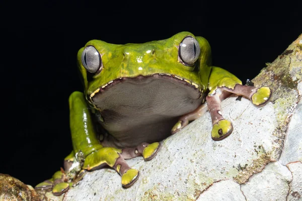 It is a large frog that expels a poison that is used in rituals by shamans, this poison is given to people and causes hallucinations