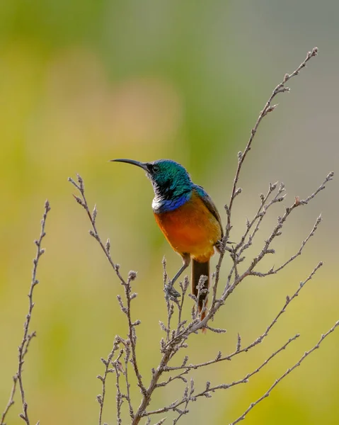 Een Verticaal Shot Van Een Schattige Kleurrijke Zonnevogel Zittend Een — Stockfoto