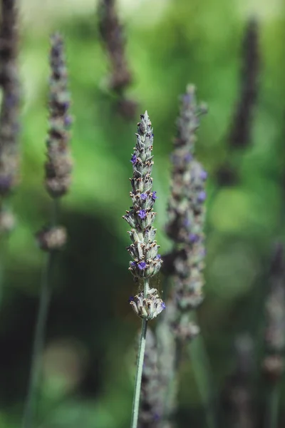 Tiro Macro Natureza Vertical Uma Planta Lavanda Luz Sol — Fotografia de Stock