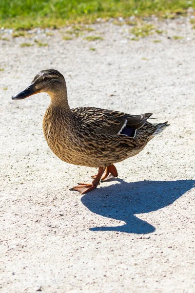 Mallard Słoneczny Dzień Spaceru — Zdjęcie stockowe