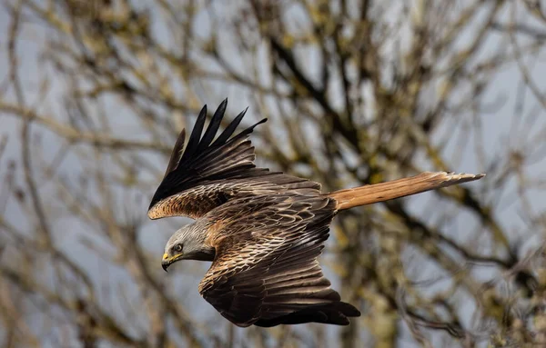 a beautiful shot of Red kite eagle bird in the forest.