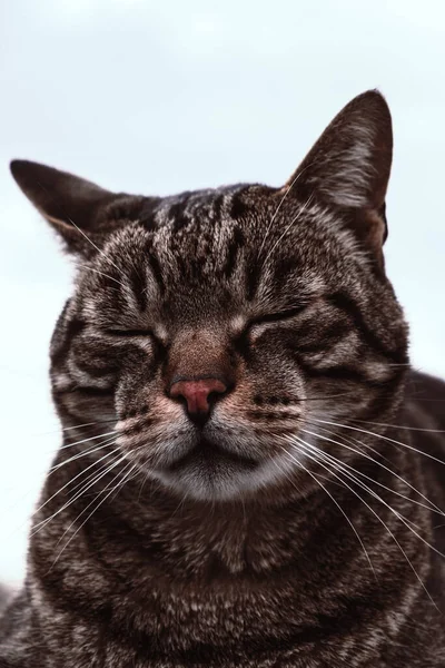 Primer Plano Gato Tabby Durmiendo Sobre Fondo Azul Claro —  Fotos de Stock