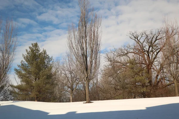 Campo Nevado Con Árboles Secos Bajo Cielo Nublado —  Fotos de Stock