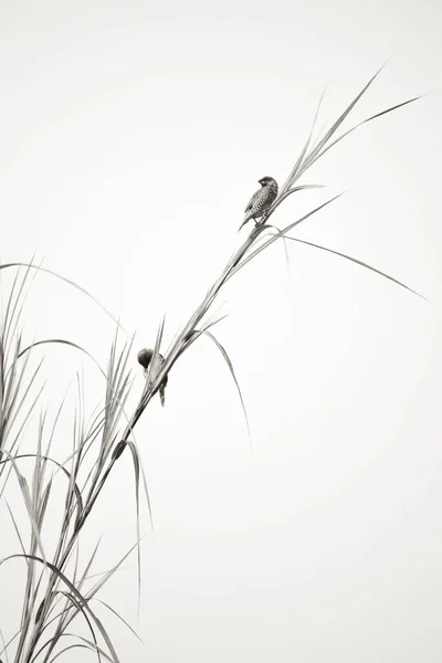 Vertikal Bild Två Fåglar Uppflugna Ett Högt Gräs Isolerad Vit — Stockfoto