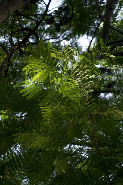 森の中のシダの枝の垂直ショット — ストック写真
