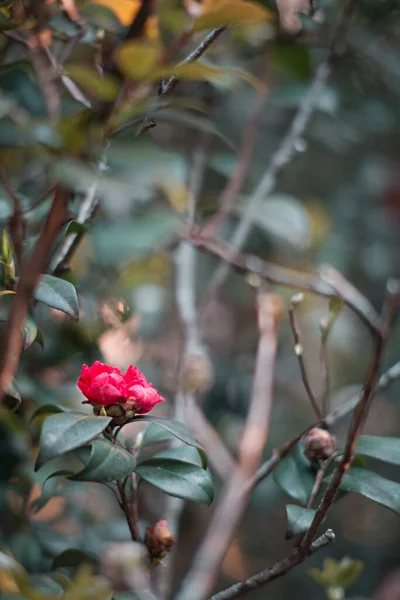 Vertical Closeup Shot Red Camellia Japonica Garden — Stock Photo, Image
