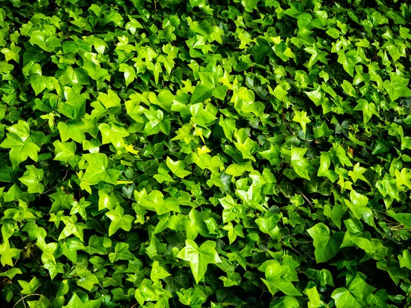 Fechar Folhas Hera Verdes — Fotografia de Stock