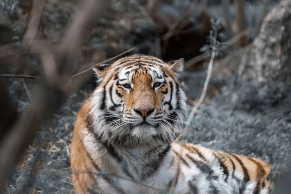 Gros Plan Tigre Dans Désert Notre Nature — Photo