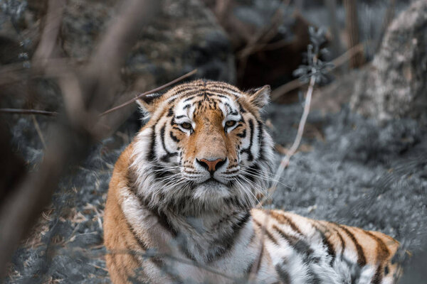 A closeup shot of a tiger in the wilderness of our nature