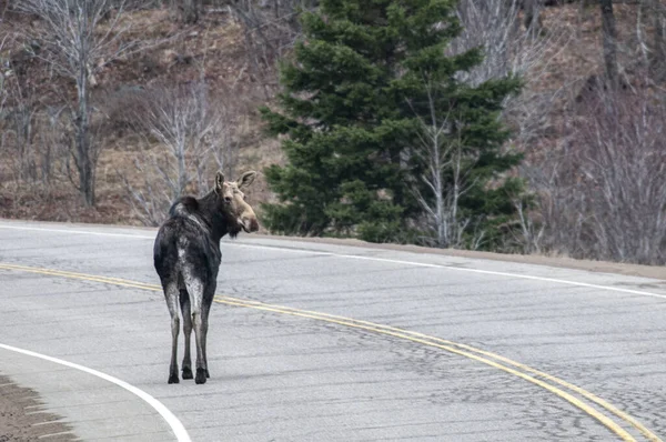 Moose Heading Away Those Trying Photograph Her — Stock Photo, Image