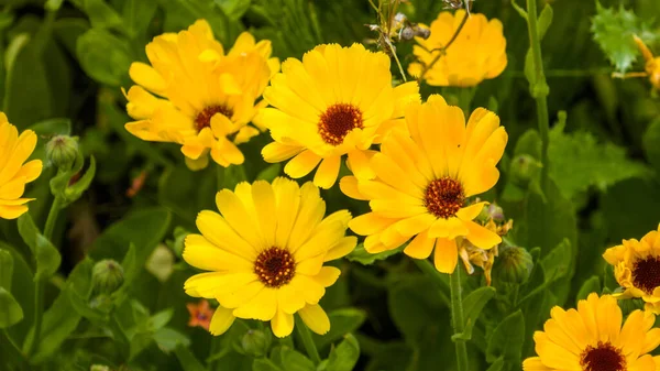 Closeup Yellow Flowers Park — Foto Stock