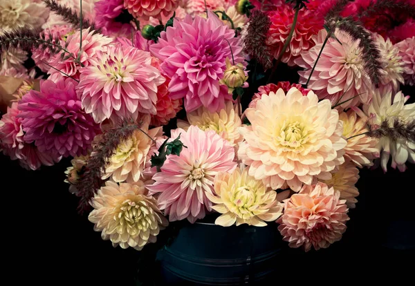 Gros Plan Dahlias Rhs Wisley Flower Show — Photo
