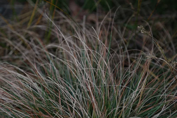 Close Opname Van Het Bruin Groen Gedroogde Grasveld — Stockfoto