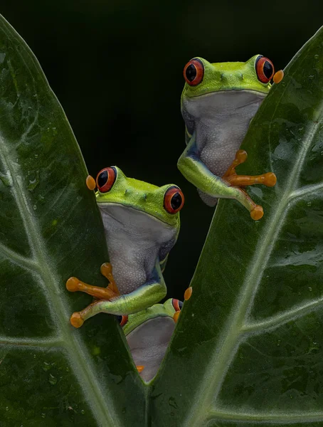 Duas Rãs Olhos Vermelhos Ramo Uma Planta Com Fundo Borrado — Fotografia de Stock