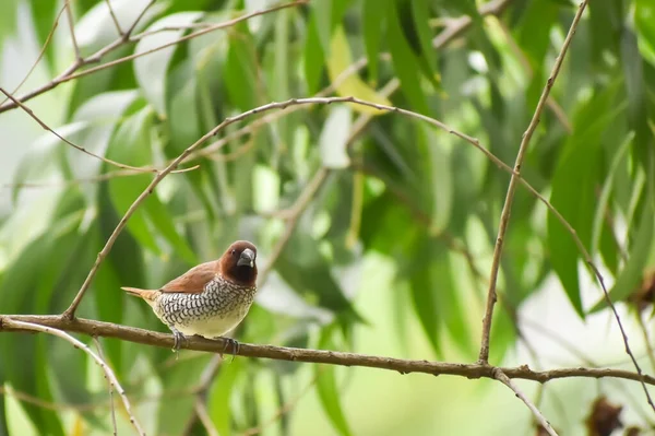 閉じる選択的焦点画像鱗状の胸肉ムニア小さな熱帯の鳥が木に説教しました これらの鳥はインドで見られる — ストック写真