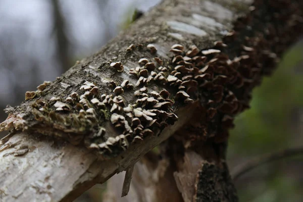 Close Shot Dry Moss Tree Branch — Stock Photo, Image