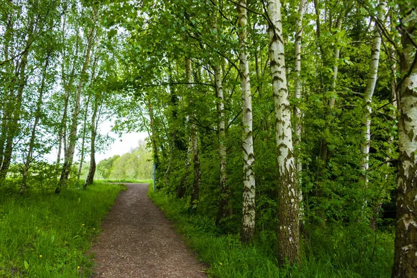 Closeup Pathway Green Forest — Stock Photo, Image