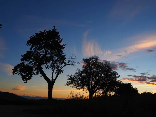 Una Silhouette Alberi Accompagnata Cirri Nubi Cumulo Nella Retroilluminazione Del — Foto Stock