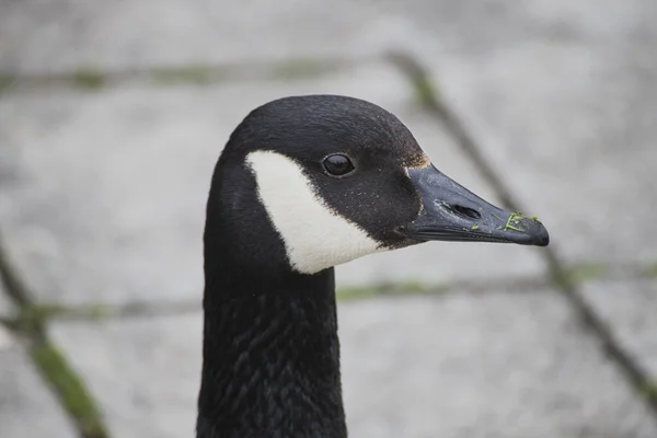 Plan Rapproché Tête Une Oie Canadienne Sur Fond Flou — Photo