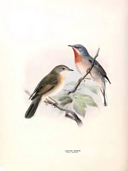 19世纪欧洲鸟类的垂直复古水彩画 — 图库照片
