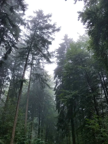 Vertikal Låg Vinkel Skott Vintergrön Skog Med Höga Träd — Stockfoto