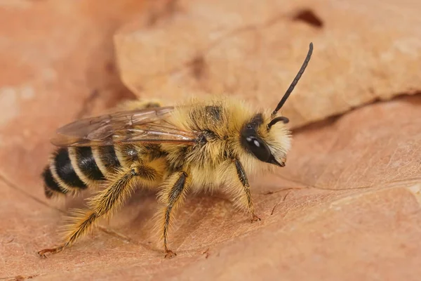Detaillierte Nahaufnahme Einer Behaarten Männlichen Pantaloon Biene Dasypoda Hirtipes Sitzt — Stockfoto