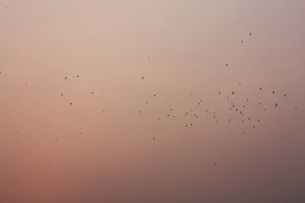 Прекрасний Вид Тло Птахів Літають — стокове фото