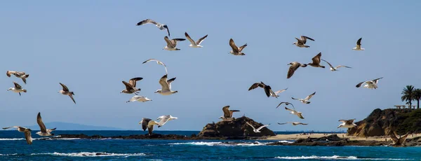 Flock Seagulls Flying Sea Sunny Day Summer — Stock Photo, Image