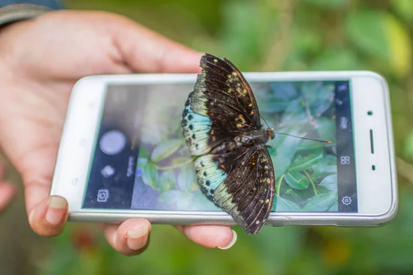 纳豆的蝴蝶和智能手机 — 图库照片