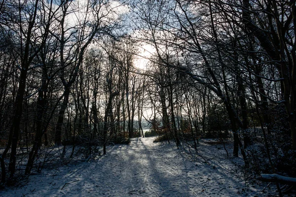 Arka Planda Güneş Işığı Olan Karlı Bir Ormana Yakın Çekim — Stok fotoğraf