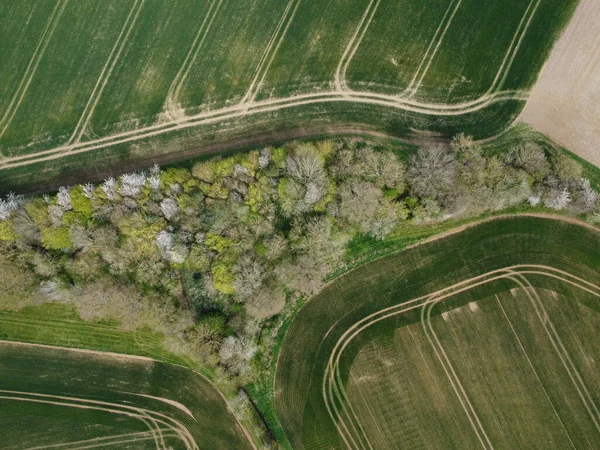 Letecký Pohled Krásné Stromy Zeleném Poli Northamptonshire — Stock fotografie