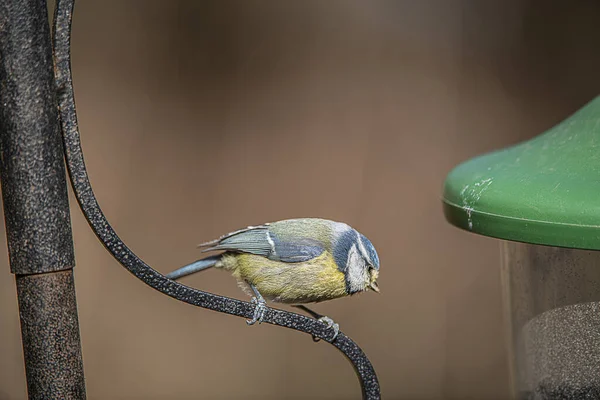 Closeup Adorable Great Tit Perching Metal Pole Bird Feeder — Foto de Stock